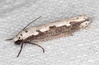 Ethmia bipunctella