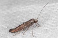 Ochromolopis staintonellus