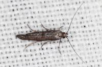 Ochromolopis staintonellus