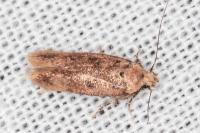 Bryotropha