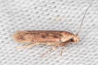 Bryotropha