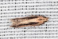 Mirificarma mulinella