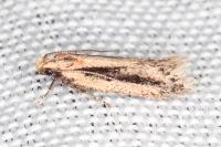 Mirificarma mulinella