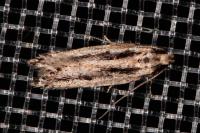 Mirificarma mulinella