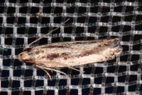 Mirificarma mulinella