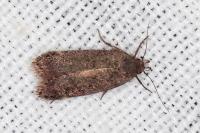 Anacampsis
