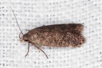 Anacampsis