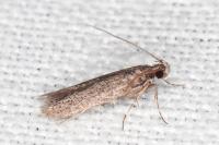 Telphusa cistiflorella