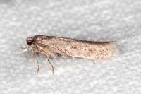 Telphusa cistiflorella