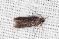 Telphusa cistiflorella