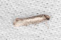 Prays oleae