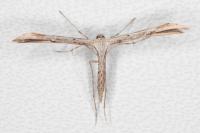 Emmelina monodactyla
