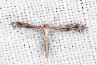 Stangeia siceliota