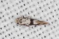 Infurcitinea atrifasciella
