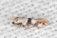 Infurcitinea atrifasciella
