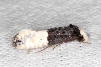 Trichophaga bipartitella
