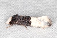 Trichophaga bipartitella