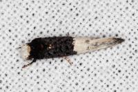 Trichophaga bipartitella