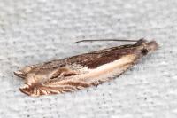 Ancylis apicella