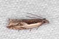 Ancylis apicella