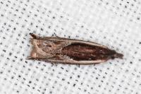Ancylis apicella