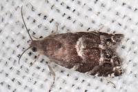 Cydia coniferana