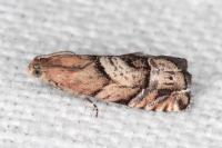 Cydia interscindana