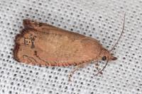 Cydia molybdana