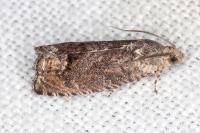 Cydia splendana