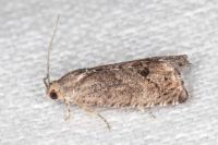 Cydia splendana