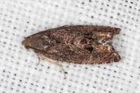 Cydia splendana