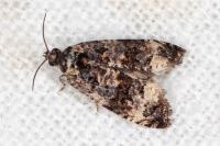 Endothenia