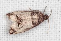 Notocelia incarnatana