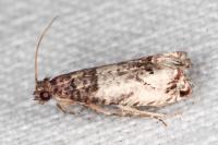 Notocelia incarnatana