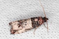 Notocelia incarnatana