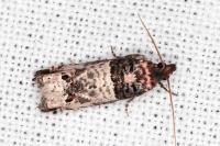 Notocelia incarnatana