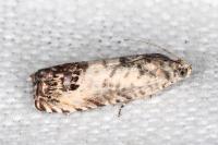 Pammene fasciana