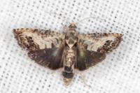 Pammene fasciana