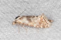 Cochylimorpha