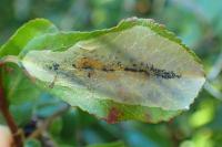 Phyllonorycter leucographella