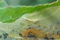 Phyllonorycter leucographella