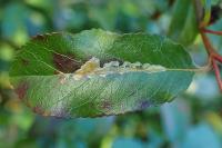 Phyllonorycter leucographella