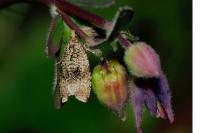 Celypha lacunana