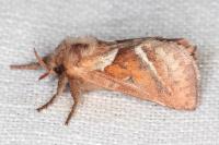 Triodia sylvina