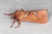 Triodia sylvina