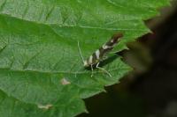 Argyresthia goedartella