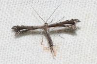 Gypsochares bigoti