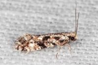 Nemapogon variatellus