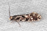 Nemapogon variatellus