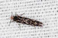 Nemapogon variatellus